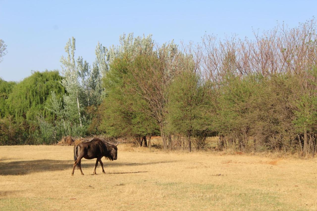 Little Swift Chalets Kophou Bagian luar foto